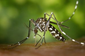 tiger-mosquito-image